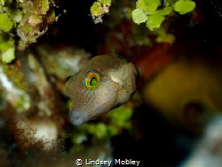 Sharpnose Puffer by Lindsey Mobley 